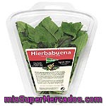 Herbex Hierbabuena Estuche 20 G
