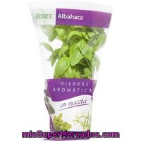 Albahaca En Maceta Herbex, Pack 1 Unid.