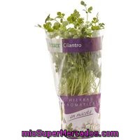 Cilantro En Maceta Herbex, Pack 1 Unid.