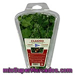 Hipercor Cilantro Estuche 20 G