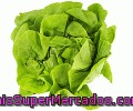 Lechuga Trocadero 1 Unidad