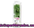 Menta Auchan Estuche 15 Gramos