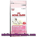 Royal Canin Babycat Alimento Especial Para Gatitos De 1 A 4 Meses Bolsa 400 G